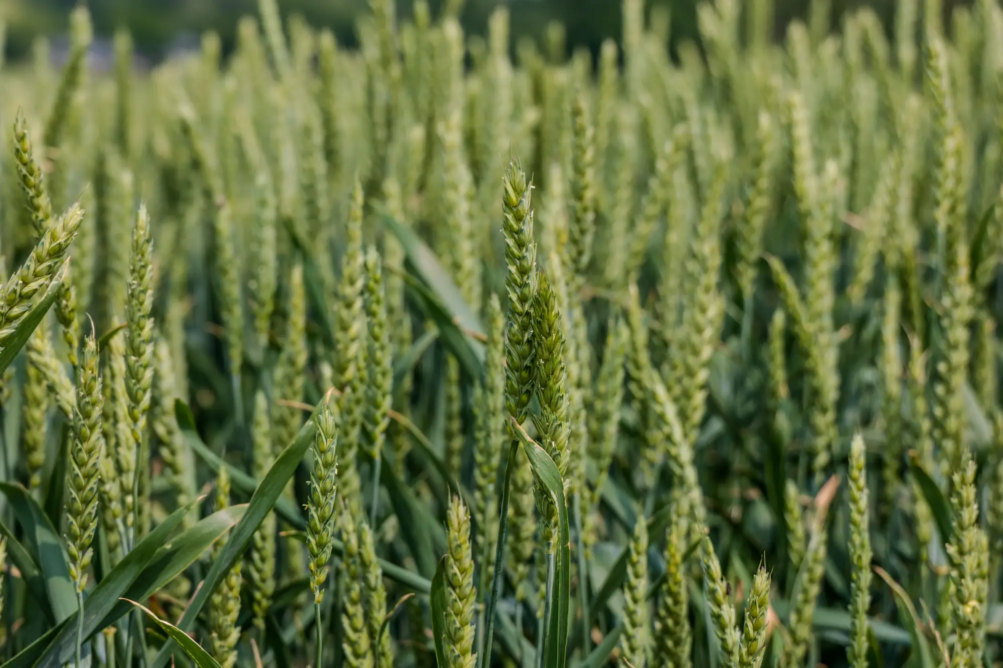 Close view of green wheat ears standing in a dense crop