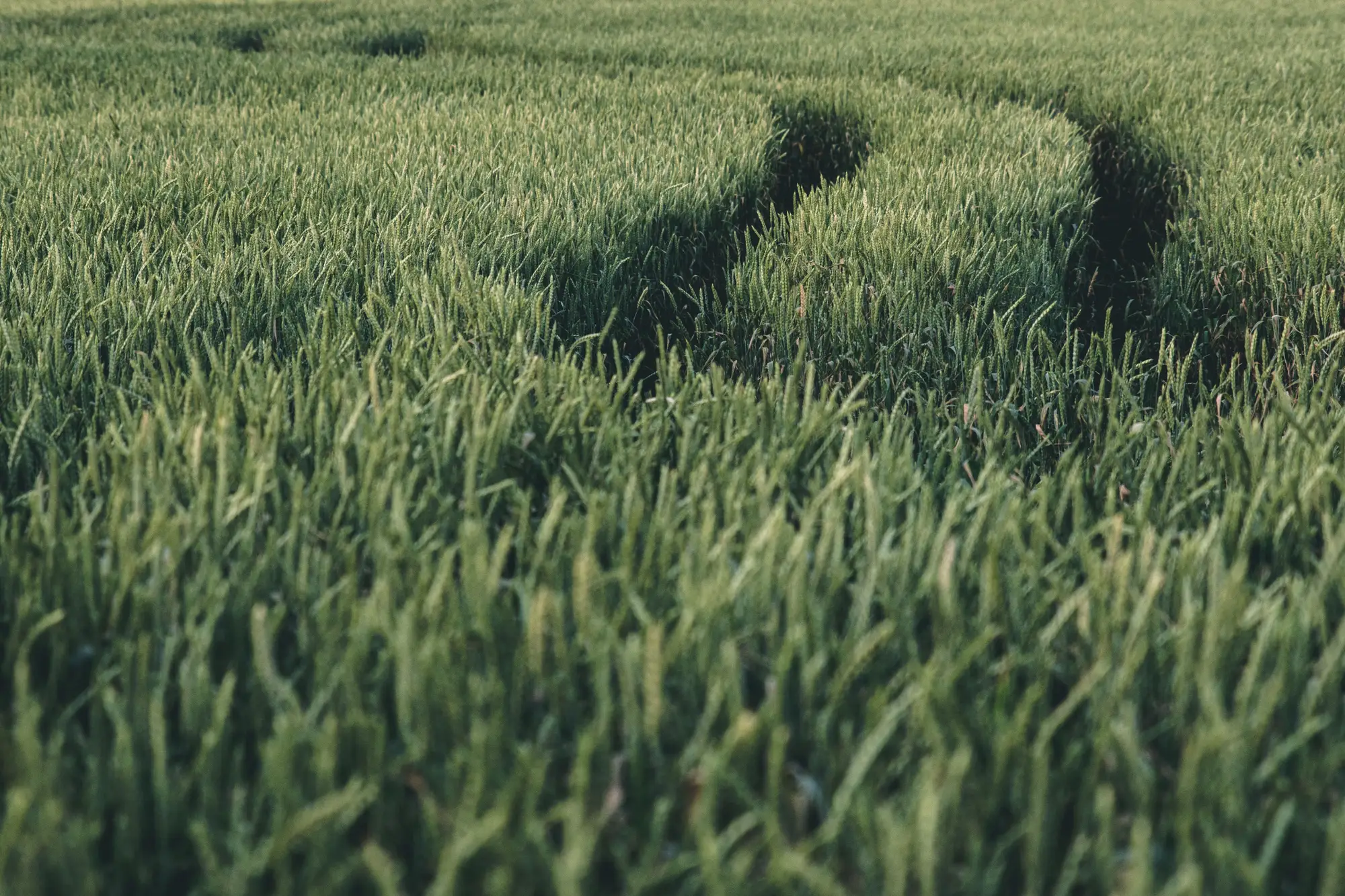 Tractor tramlines curving through a green wheat crop in evening light